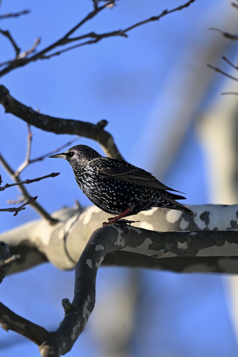 ホシムクドリ - ML647145033