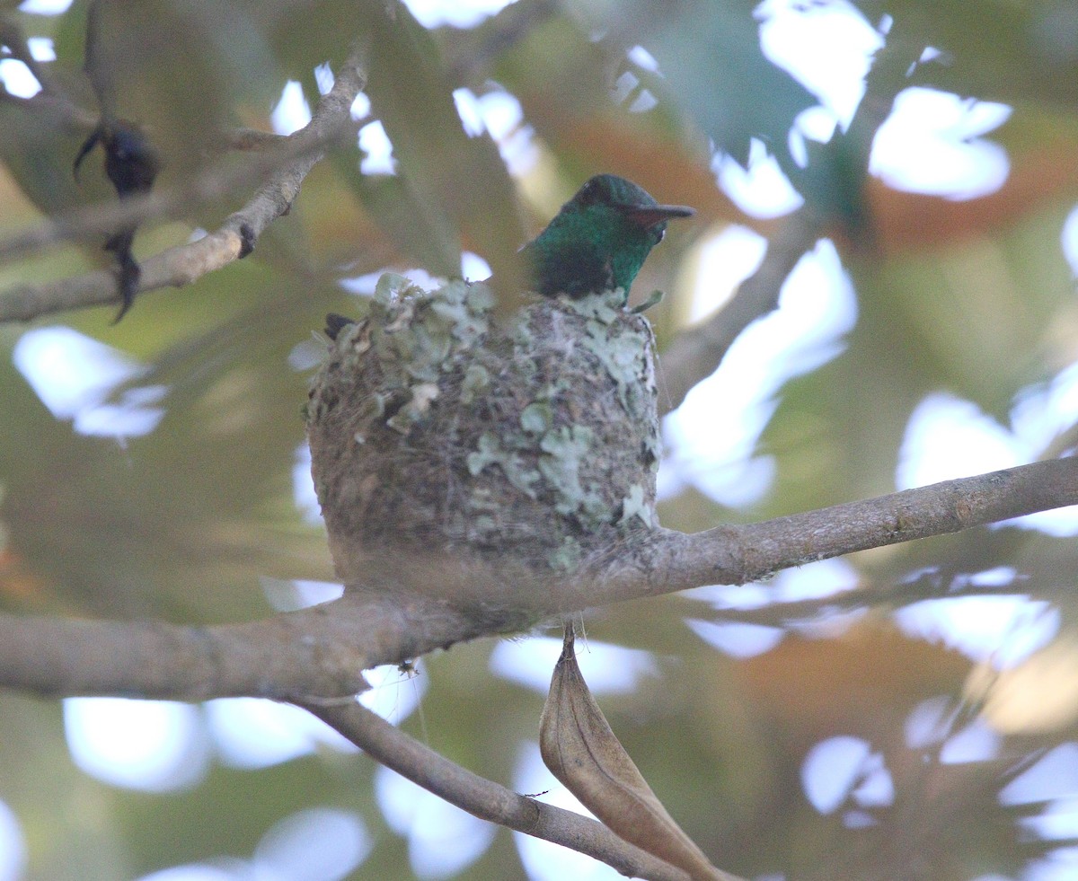 Blue-vented Hummingbird - ML647145034