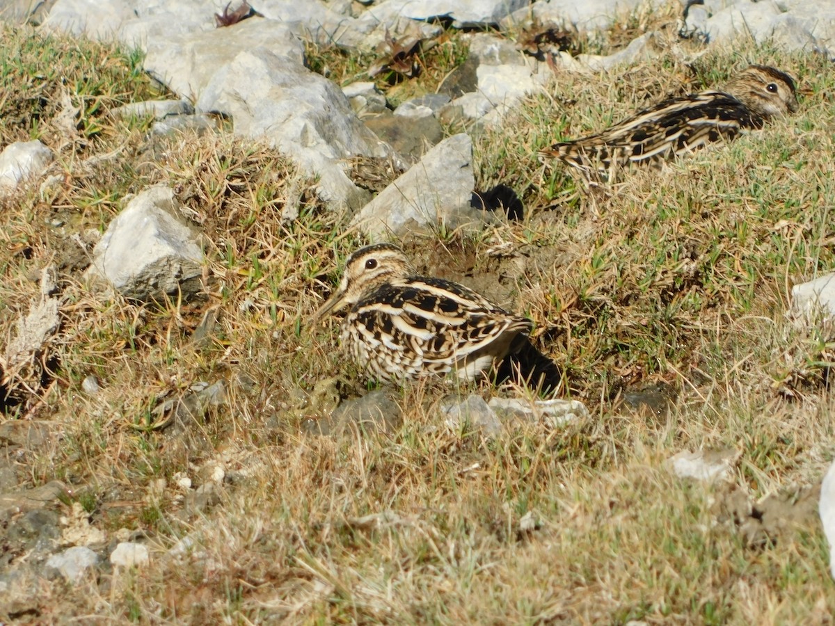 Pantanal Snipe - ML647145035