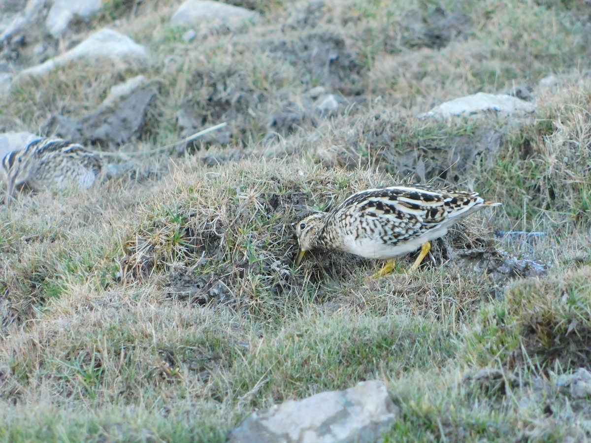 Pantanal Snipe - ML647145036
