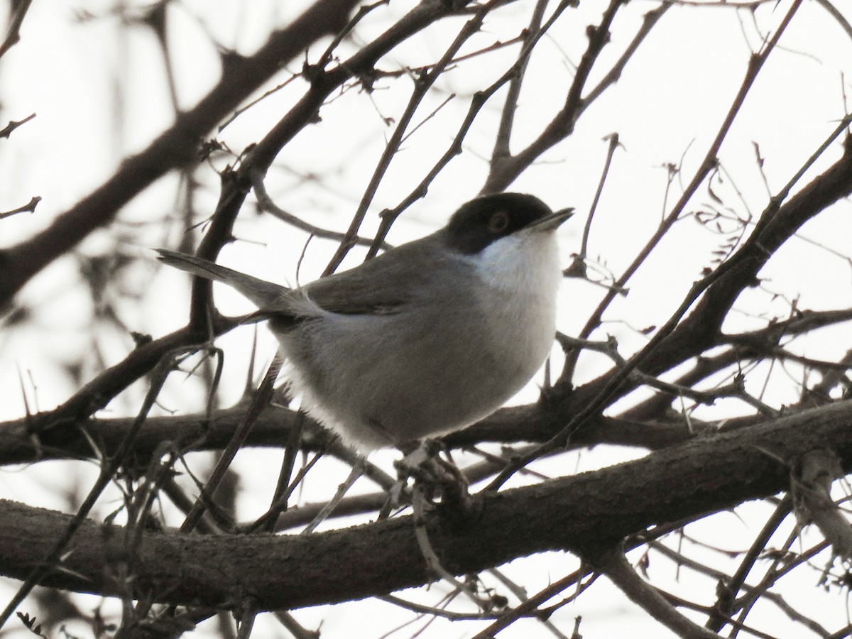 Maskeli Ötleğen - ML647145057