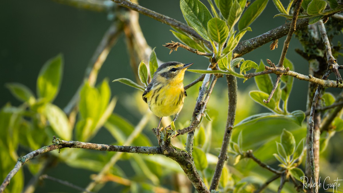 Blackburnian Warbler - ML647145063