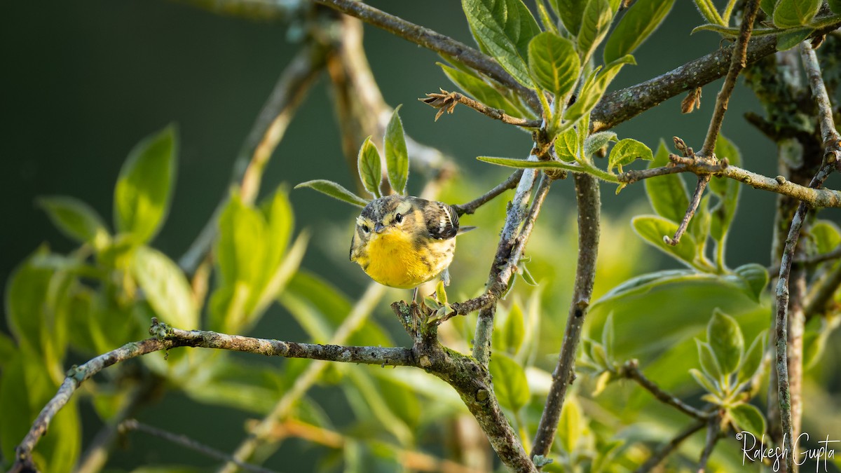 Blackburnian Warbler - ML647145064