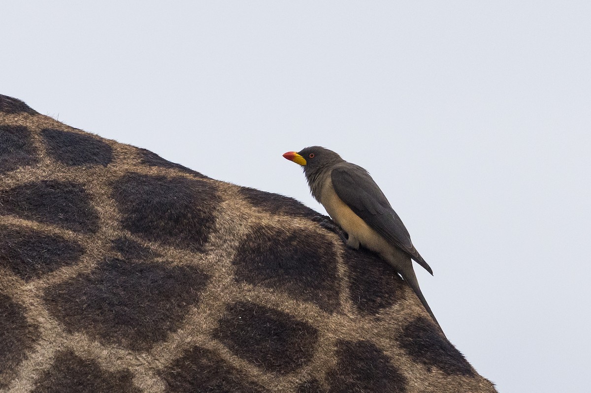 Sarı Gagalı Kenekuşu - ML647145087