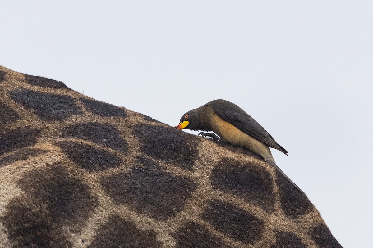 Sarı Gagalı Kenekuşu - ML647145088