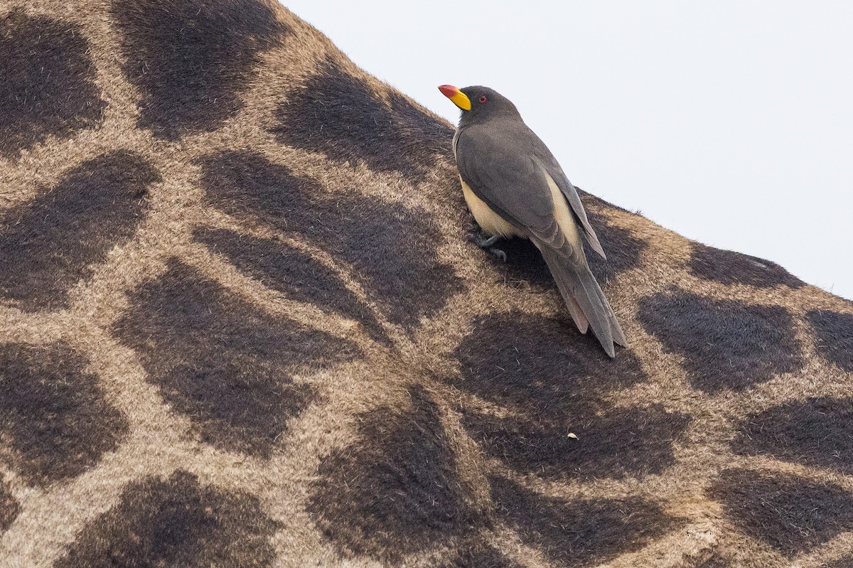 Sarı Gagalı Kenekuşu - ML647145104