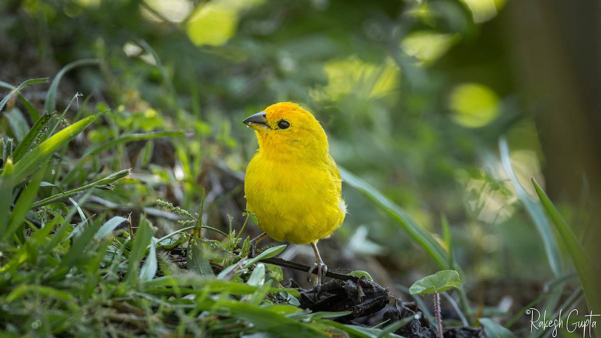 Saffron Finch - ML647145108