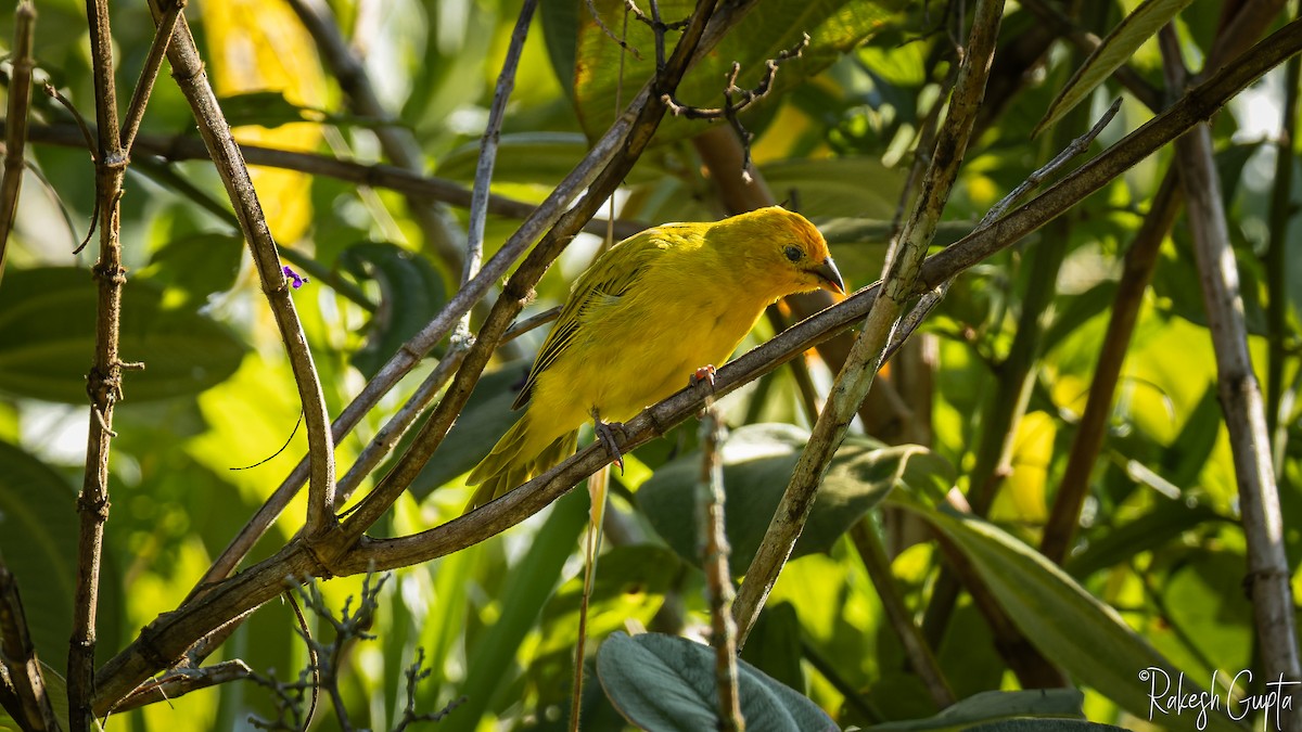 Saffron Finch - ML647145109