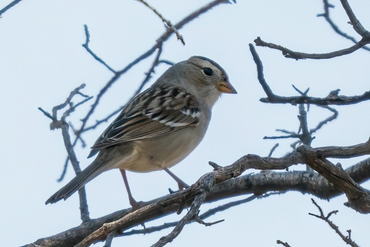 Белобровая овсянка - ML647145111