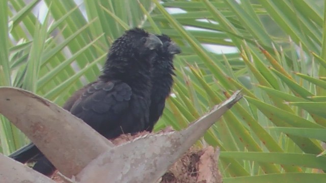 Garrapatero Aní - ML647145112