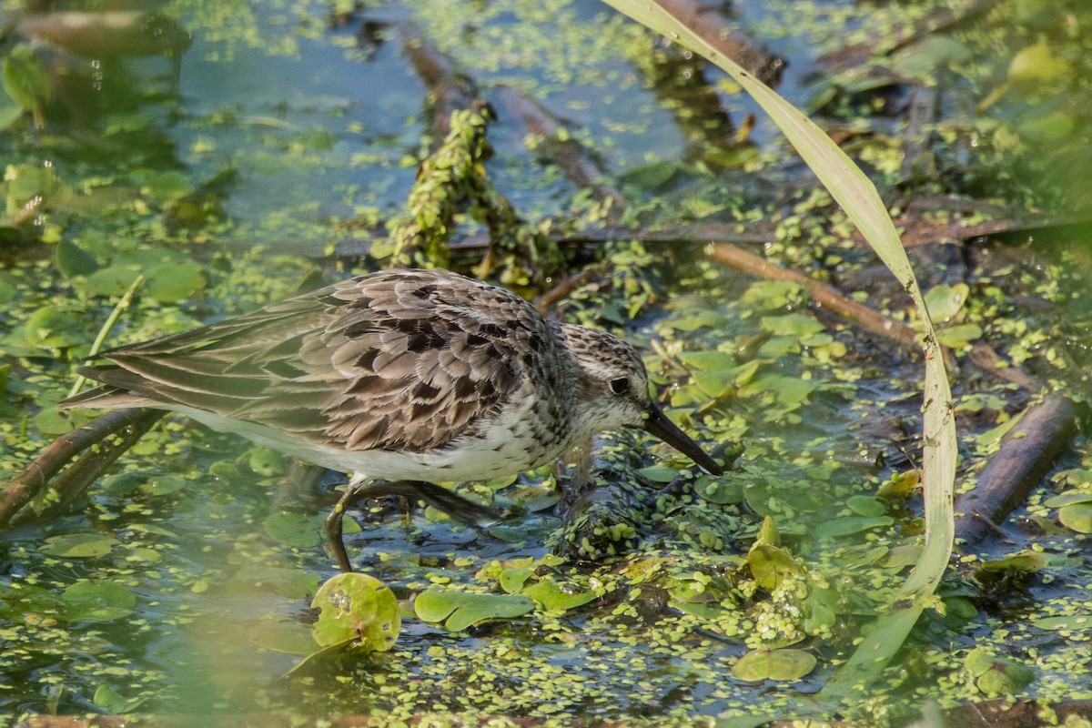 Sandstrandläufer - ML647145113