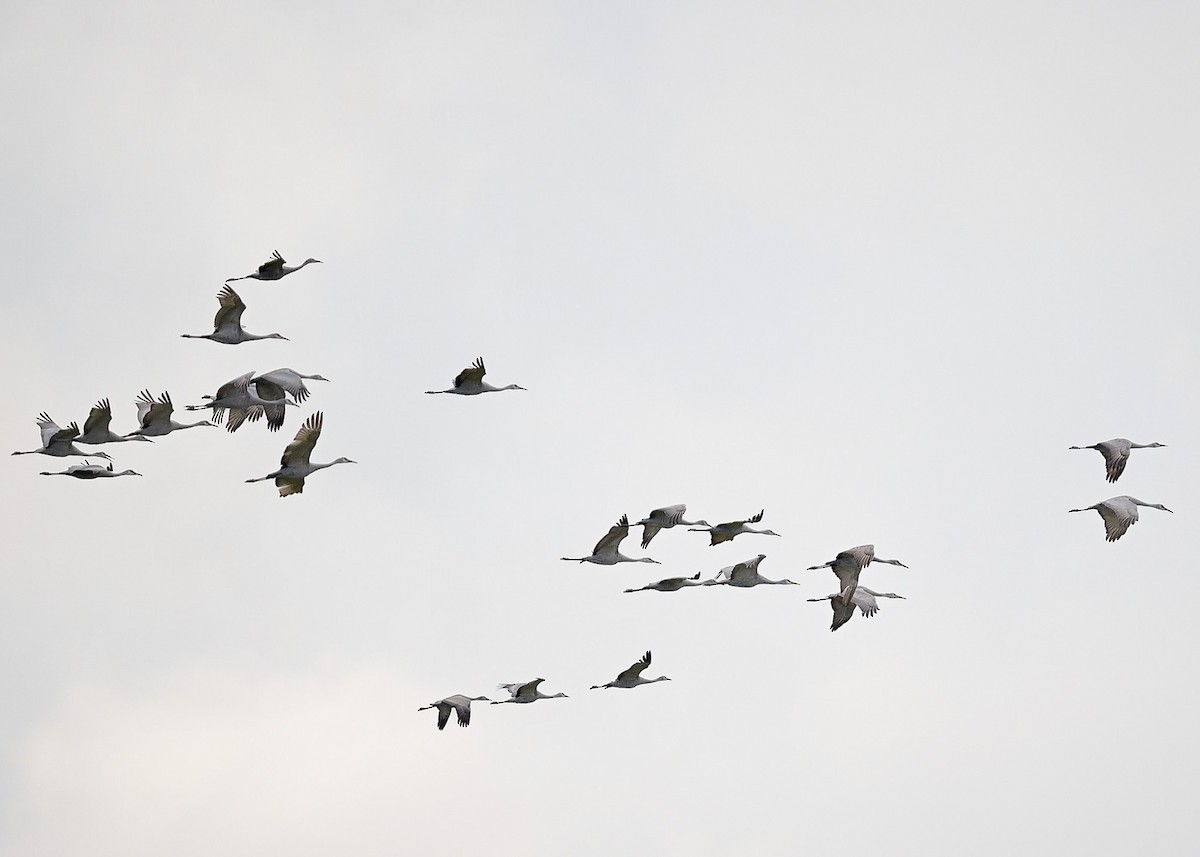 Sandhill Crane - ML647145116