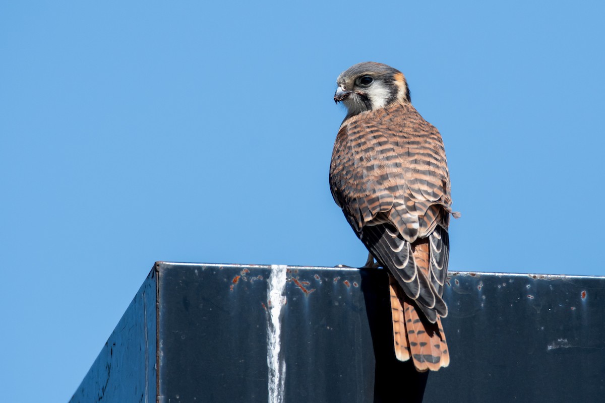 Buntfalke - ML647145126