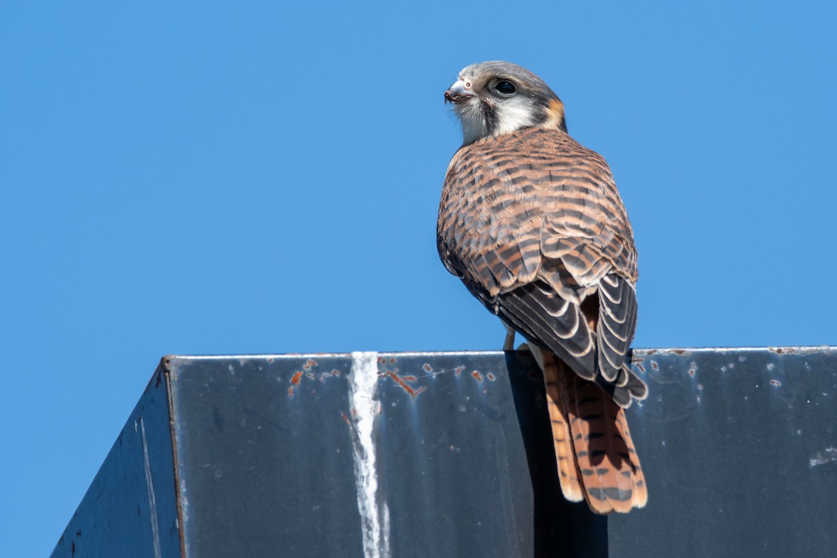 Buntfalke - ML647145127