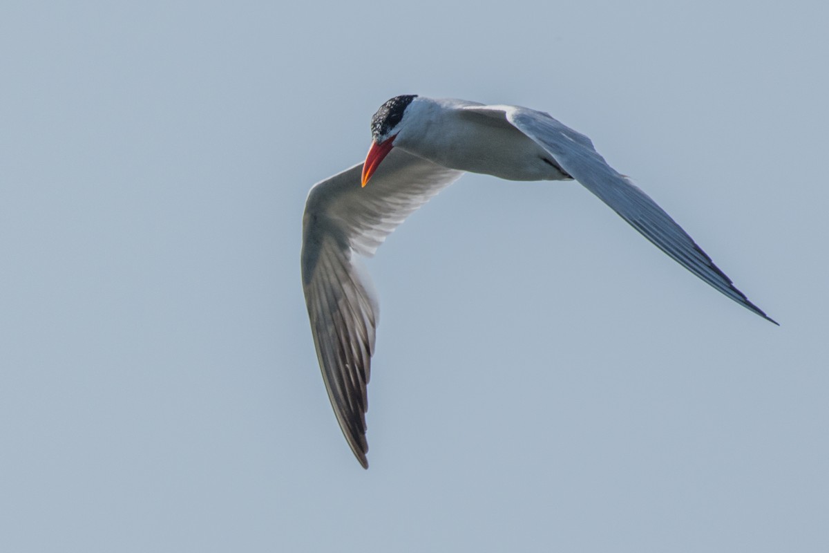 Raubseeschwalbe - ML647145128