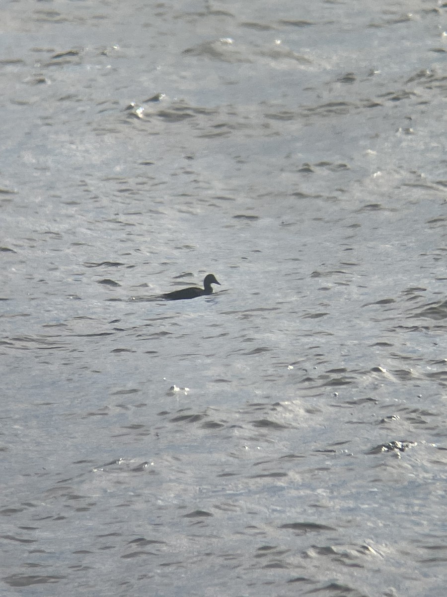 Eiderente (dresseri) - ML647145132