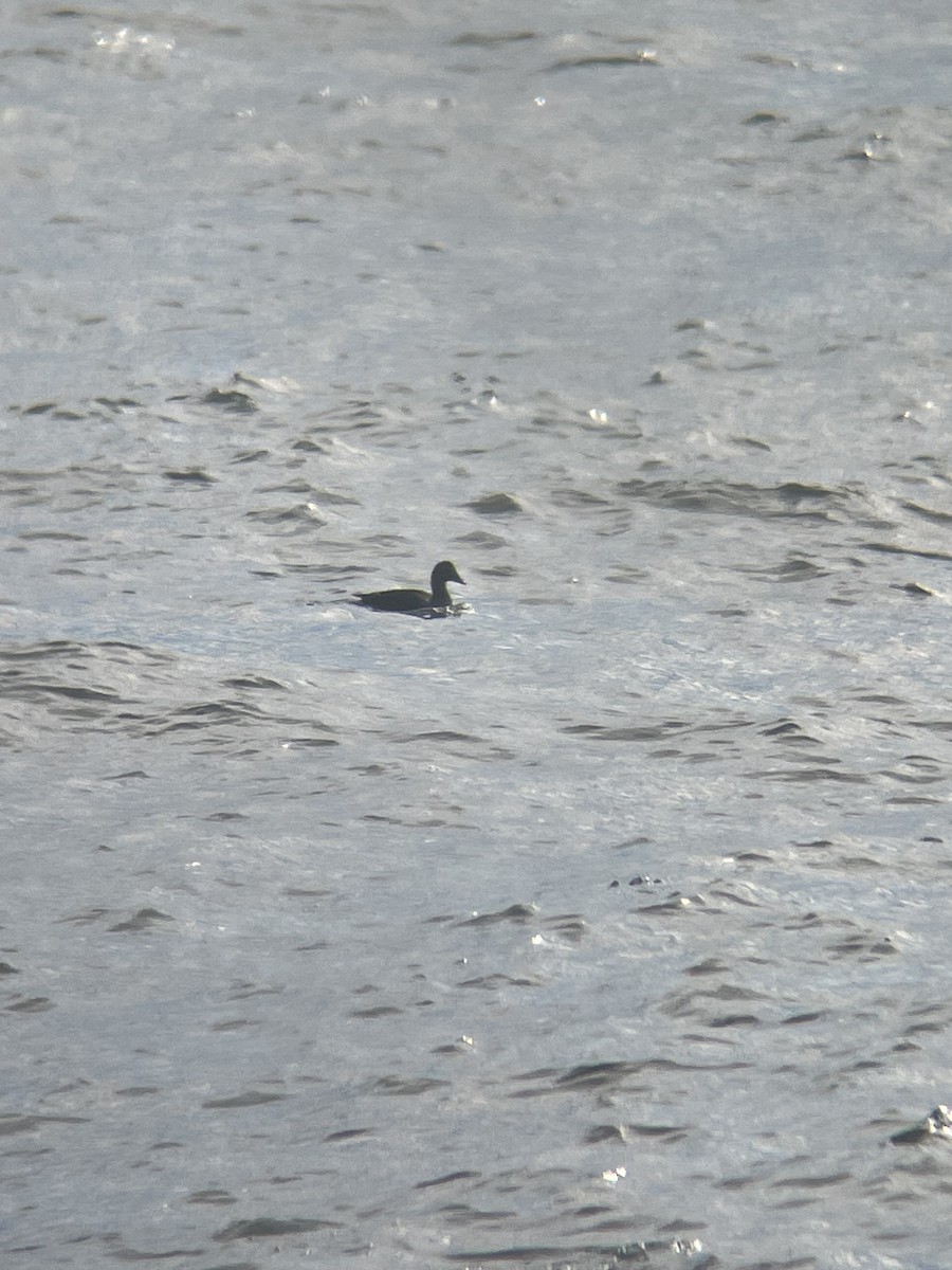 Eiderente (dresseri) - ML647145133