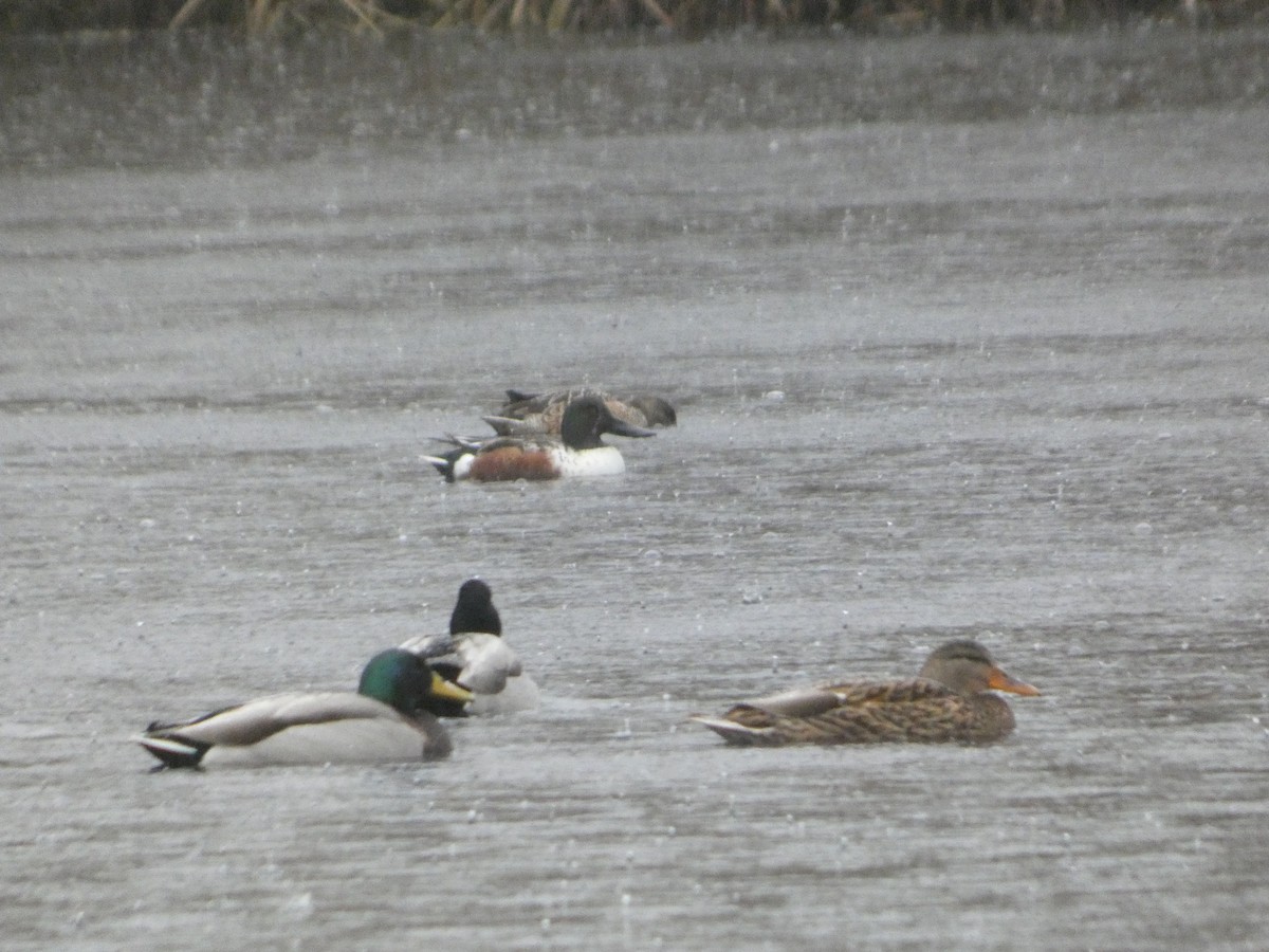 Löffelente - ML647145134