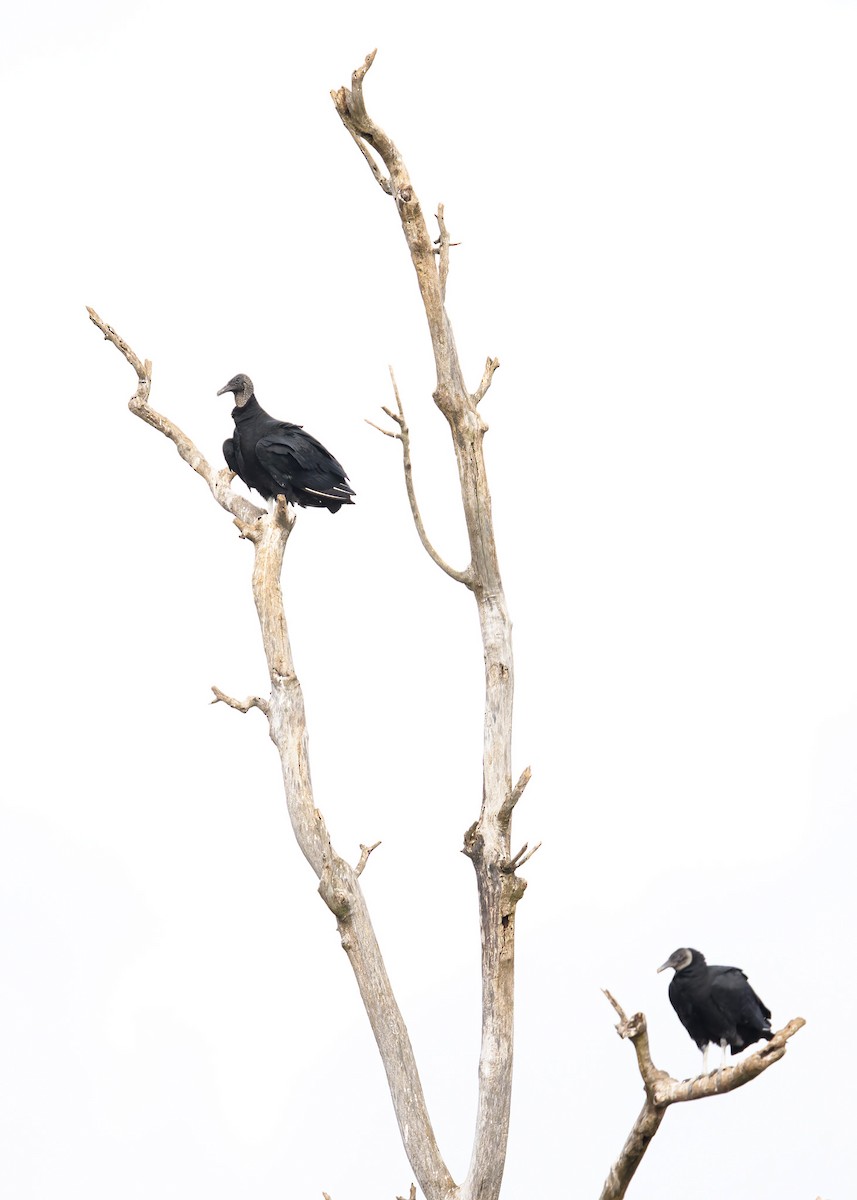 Rabengeier - ML647145137