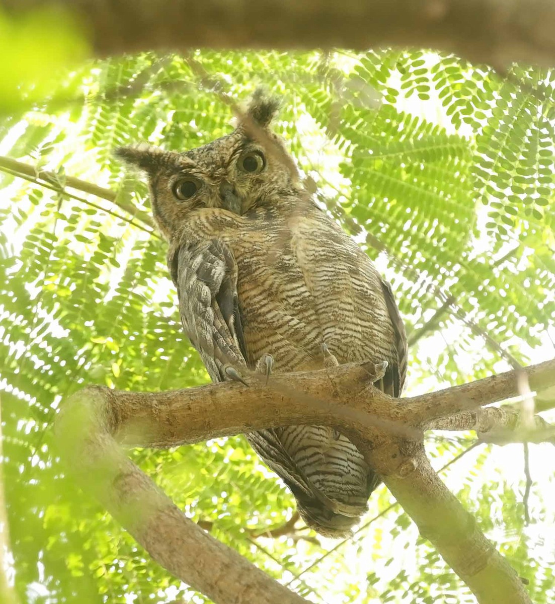 Arabienuhu - ML647145138