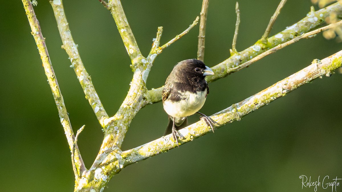 Gelbbauchspelzer - ML647145141