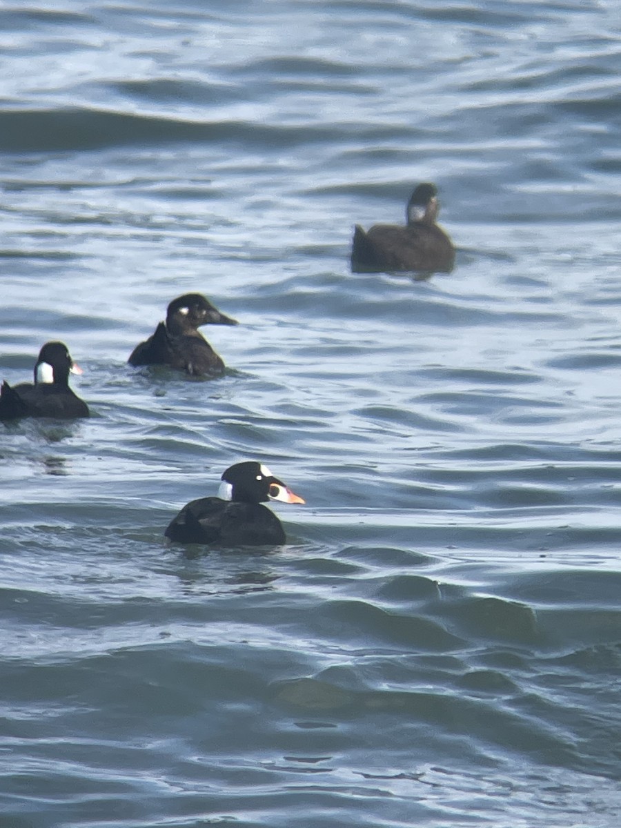 Brillenente - ML647145143