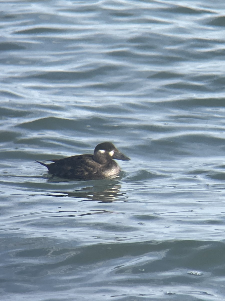 Brillenente - ML647145144