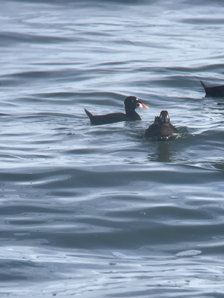 Brillenente - ML647145145