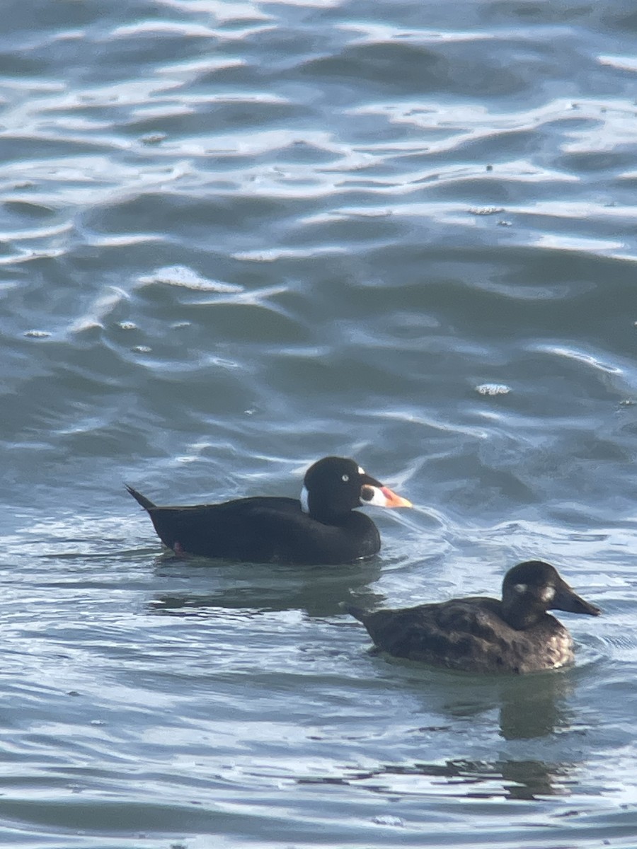 Brillenente - ML647145146