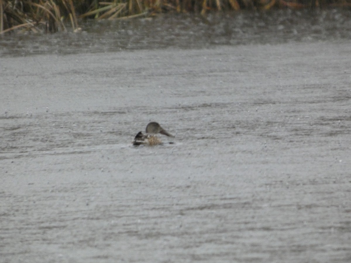 Löffelente - ML647145147