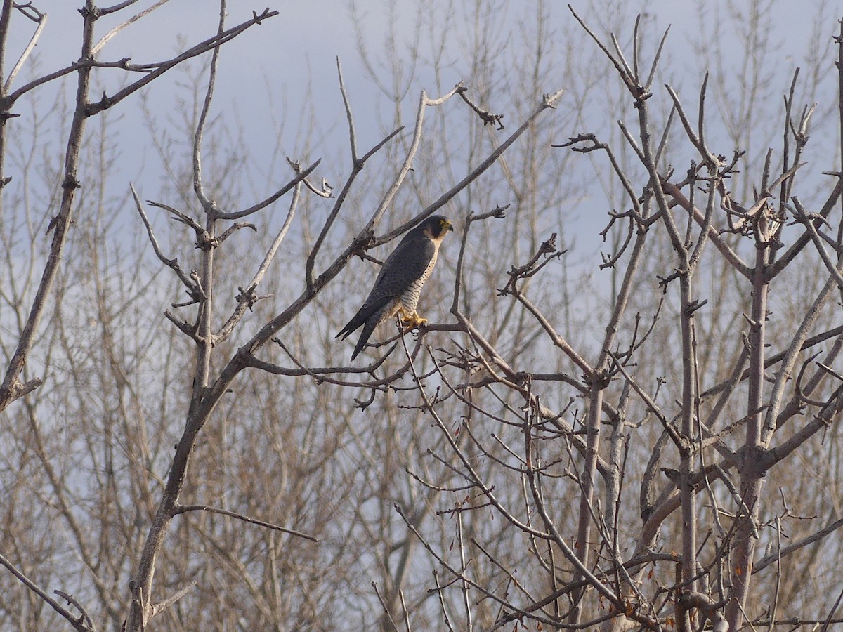 Wanderfalke - ML647145148