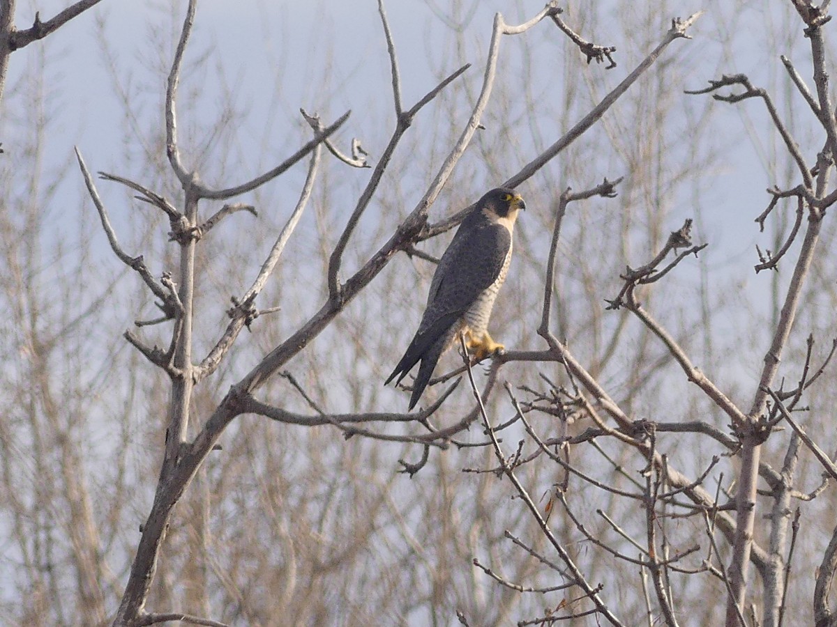 Wanderfalke - ML647145149