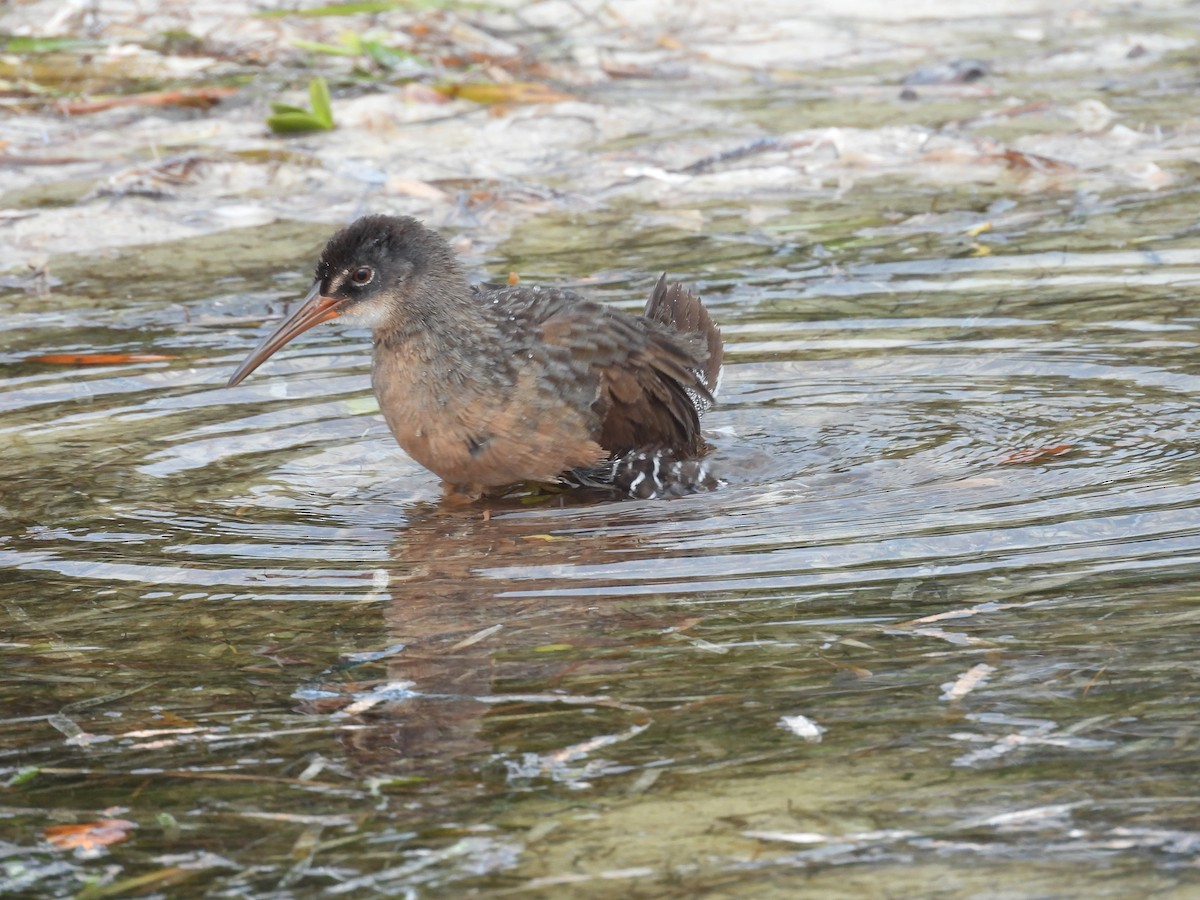 Virginiaralle - ML647145151