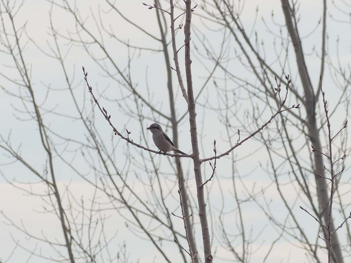 Taigaraubwürger - ML647145155