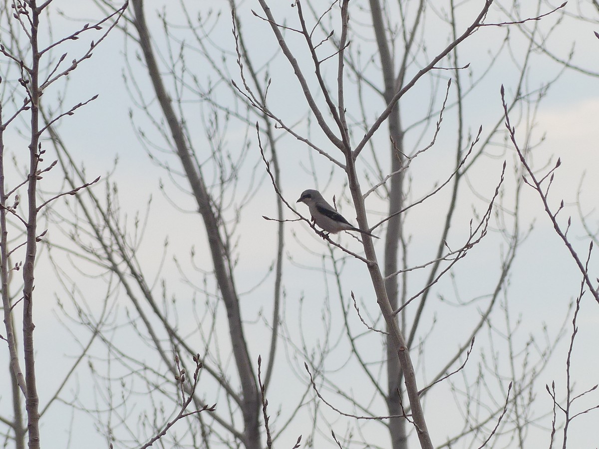 Taigaraubwürger - ML647145156