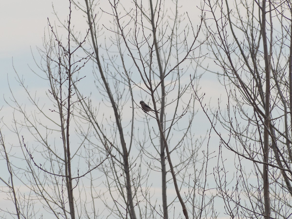 Taigaraubwürger - ML647145157