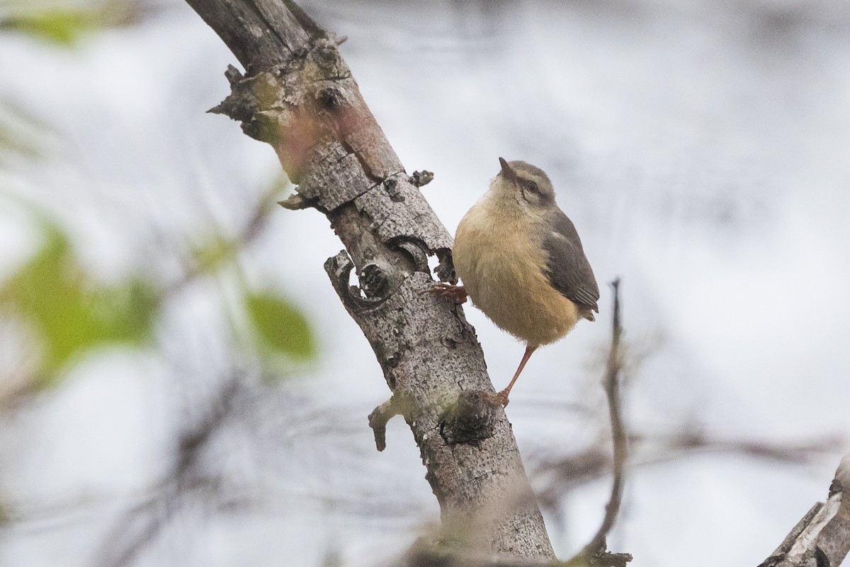 Langschnabelsylvietta - ML647145158