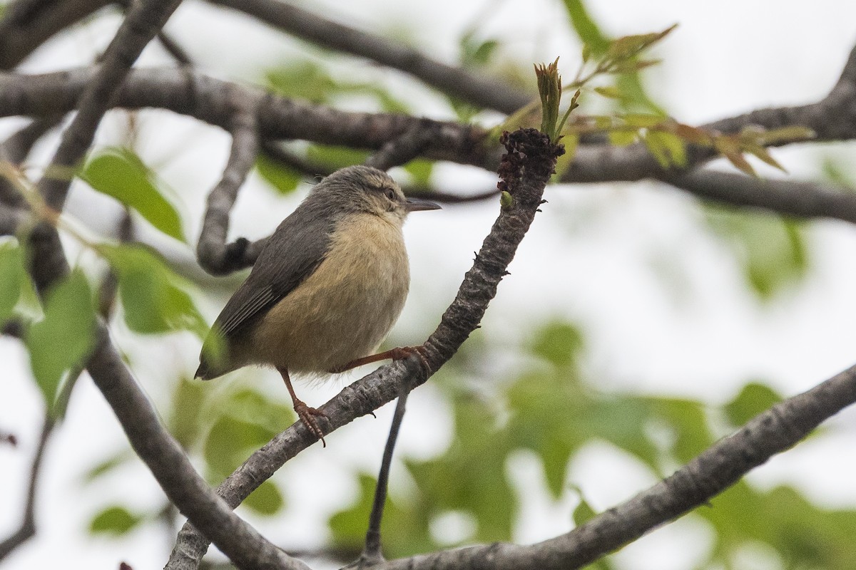 Langschnabelsylvietta - ML647145159