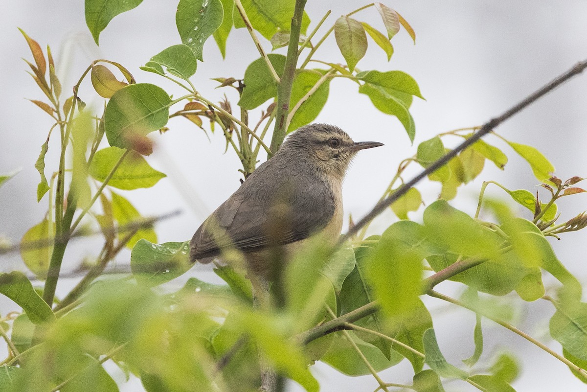 Langschnabelsylvietta - ML647145160