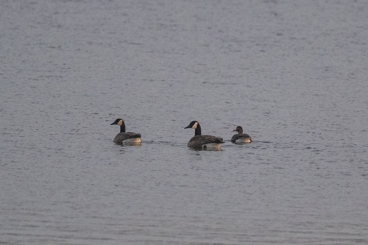 Blässgans - ML647145161