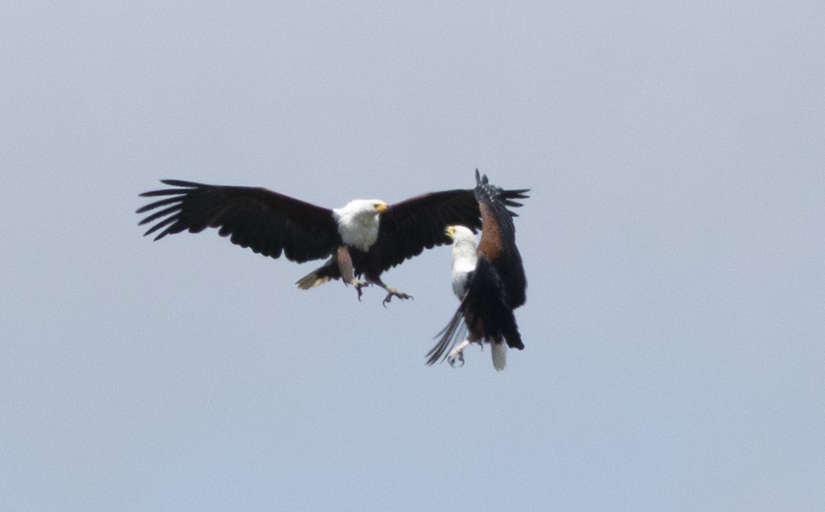 Schreiseeadler - ML647145162