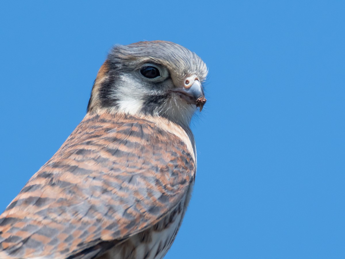 Buntfalke - ML647145163