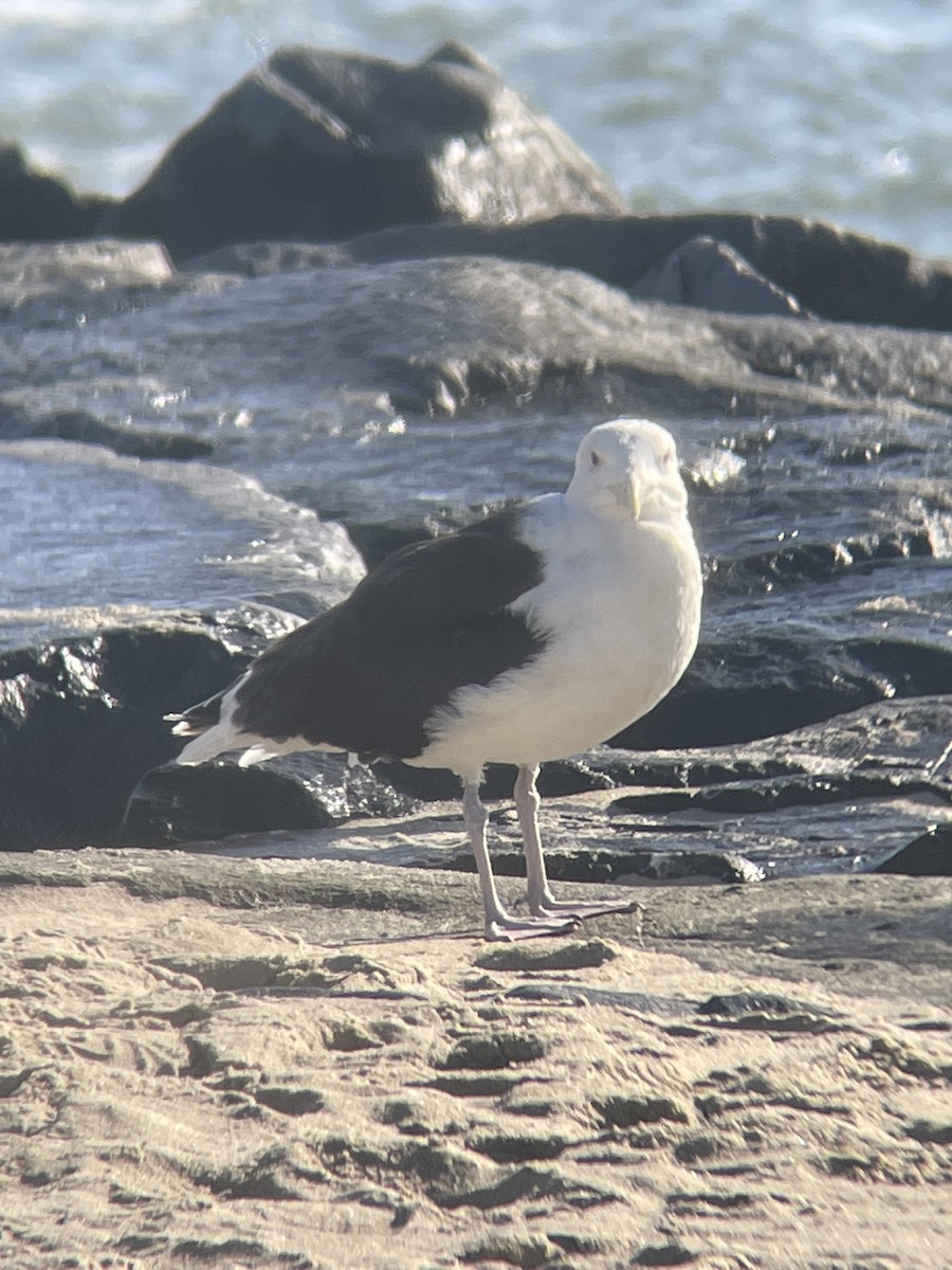 Mantelmöwe - ML647145164