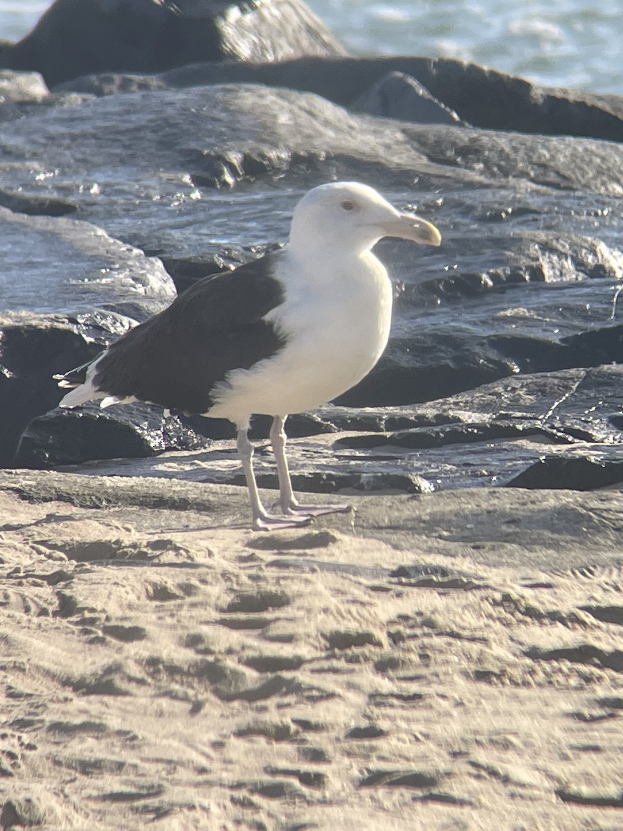 Mantelmöwe - ML647145165