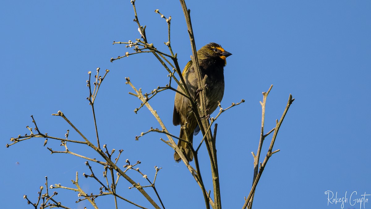 Yellow-faced Grassquit - ML647145169