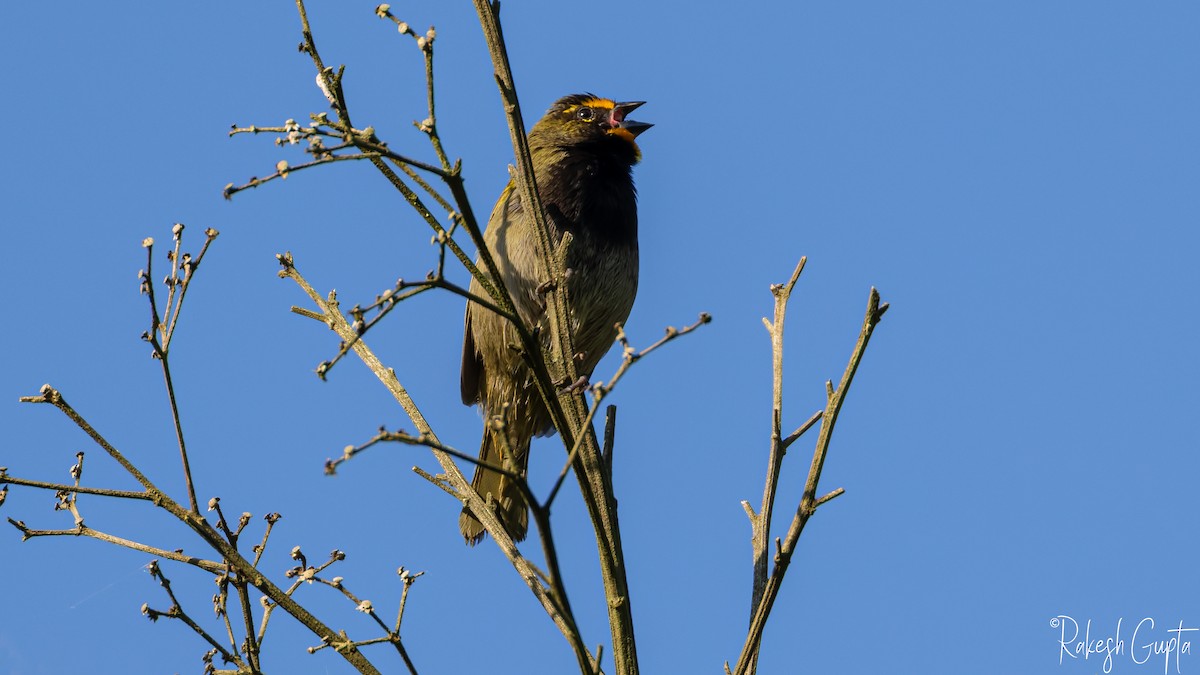Yellow-faced Grassquit - ML647145170