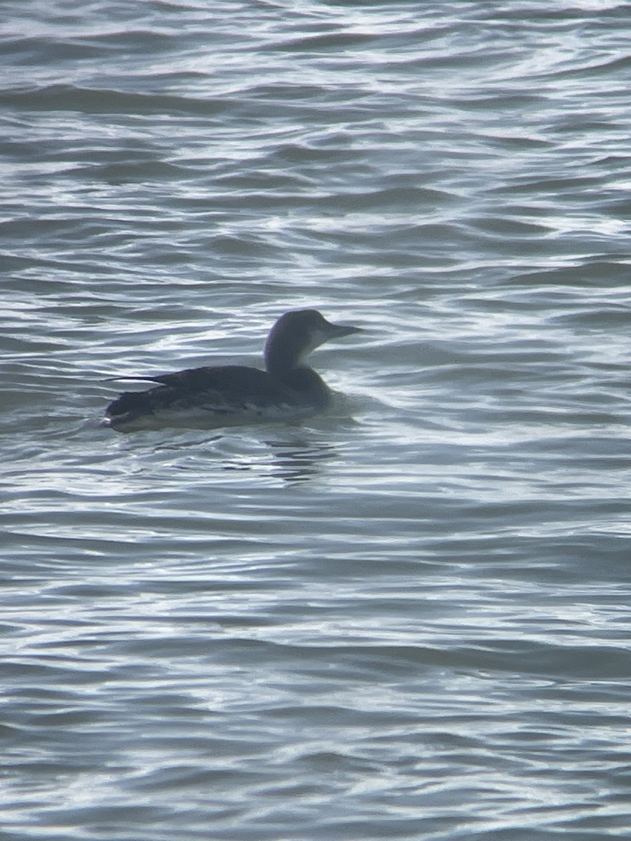 Common Loon - ML647145174
