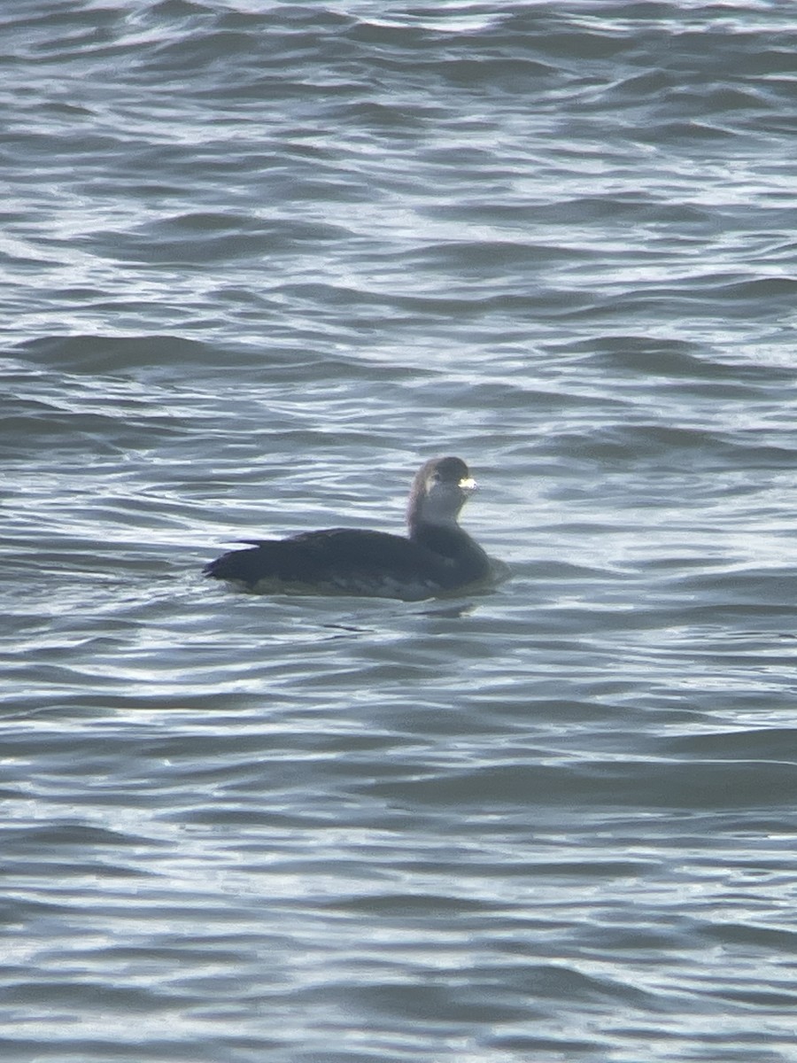 Common Loon - ML647145175