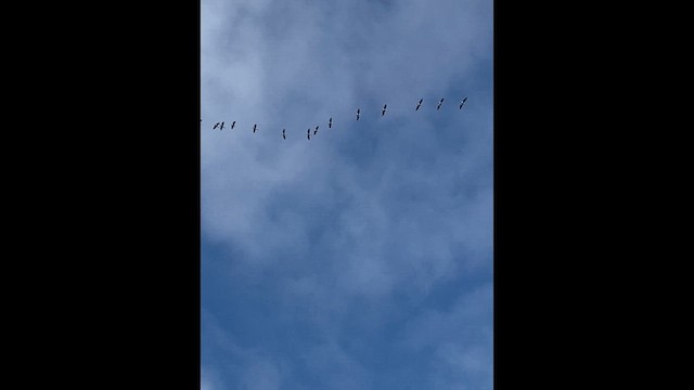 Tántalo Americano - ML647145199