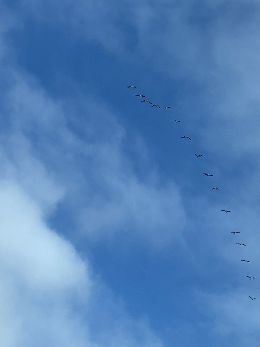 Wood Stork - ML647145200